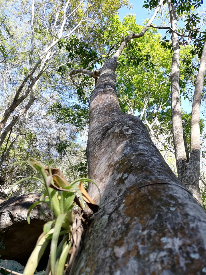 Ficus insipida árbol