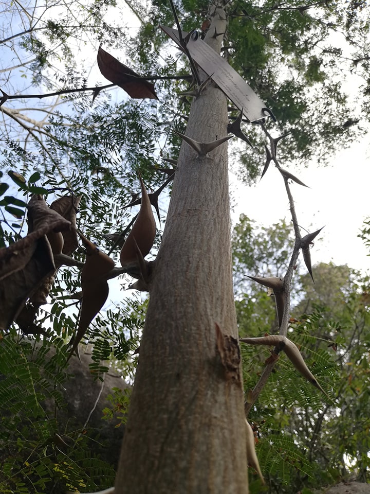 Acacia cornigera tallo