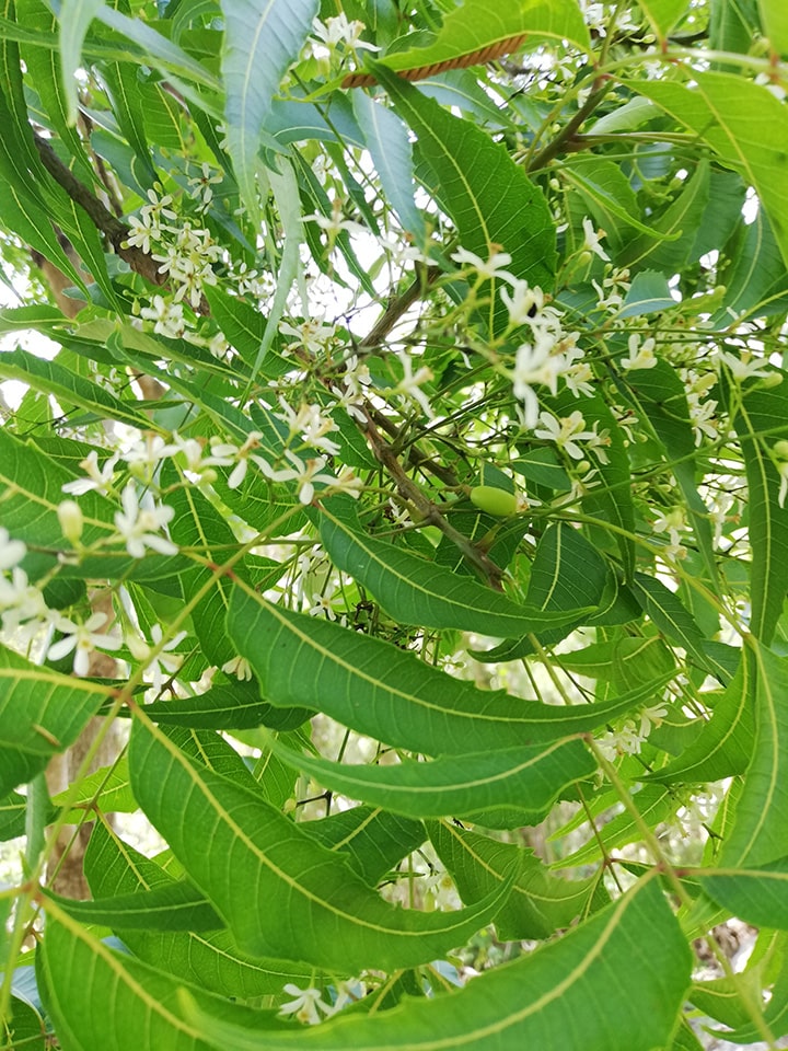 Azadirachta indica flores