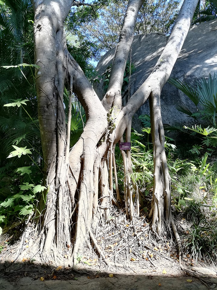 Ficus benjamina raices