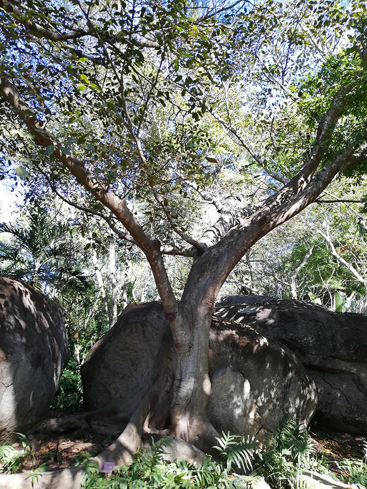 Ficus crocata árbol