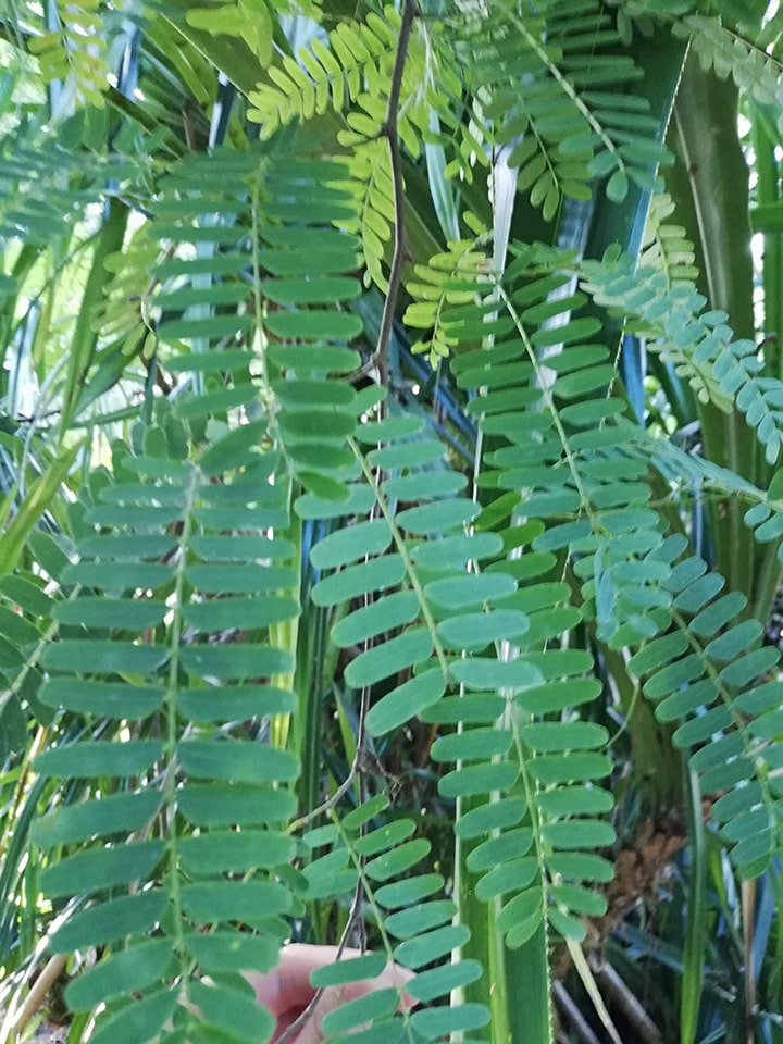 Tamarindus indica hojas