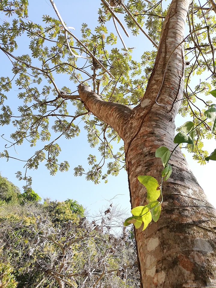 Cecropia obtusifolia árbol