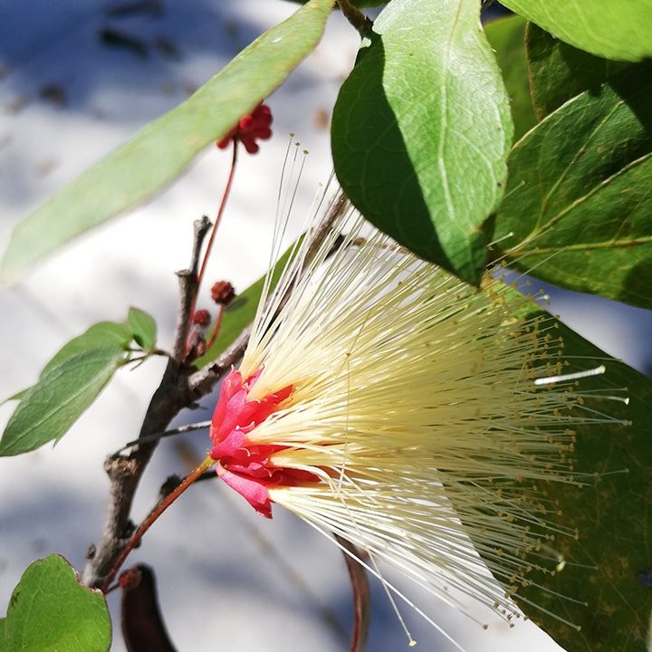 Calliandra houstoniana var. acapulcensis flores